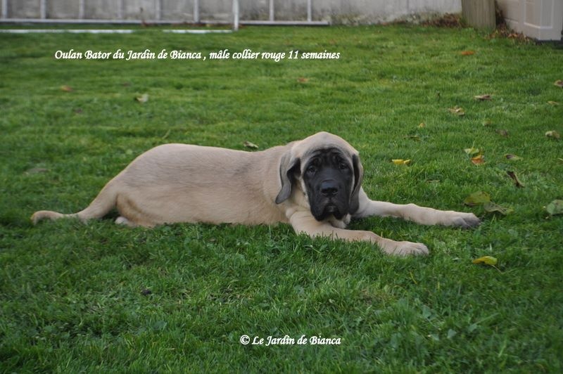 Chiots de Inès et Kaïus 11 semaines